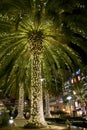 SAN FRANCISCO, CALIFORNIA, UNITED STATES - NOV 26th, 2018: Night view of a Christmas palm tree at Union Square Royalty Free Stock Photo