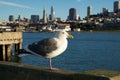 SAN FRANCISCO, CALIFORNIA, UNITED STATES - NOV 25th, 2018: Seagull in close up with the skyline of San Francisco in