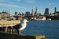 SAN FRANCISCO, CALIFORNIA, UNITED STATES - NOV 25th, 2018: Seagull in close up with the skyline of San Francisco in