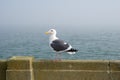SAN FRANCISCO, CALIFORNIA, UNITED STATES - NOV 25th, 2018: Side Profile of a Western Gull against the background of the Royalty Free Stock Photo