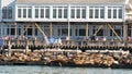 SAN FRANCISCO, CALIFORNIA, USA - 25 NOV 2019: Many seals on pier 39, tourist landmark. People near sea lion rookery in natural