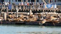 SAN FRANCISCO, CALIFORNIA, USA - 25 NOV 2019: Many seals on pier 39, tourist landmark. People near sea lion rookery in natural