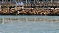 SAN FRANCISCO, CALIFORNIA, USA - 25 NOV 2019: Many seals on pier 39, tourist landmark. People near sea lion rookery in natural Royalty Free Stock Photo