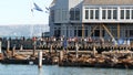 SAN FRANCISCO, CALIFORNIA, USA - 25 NOV 2019: Many seals on pier 39, tourist landmark. People near sea lion rookery in natural