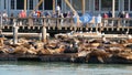 SAN FRANCISCO, CALIFORNIA, USA - 25 NOV 2019: Many seals on pier 39, tourist landmark. People near sea lion rookery in natural Royalty Free Stock Photo