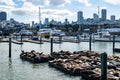 San Francisco, California, USA - November 2017: Pier 39 in San Francisco with sea lions. Animals are heated on wooden