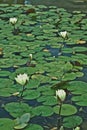 San Francisco California the water lilies are blooming Royalty Free Stock Photo