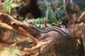 San Francisco garter snake on a branch Royalty Free Stock Photo