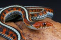 San Francisco garter snake / Thamnophis sirtalis tetraenia Royalty Free Stock Photo