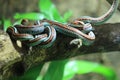 San Francisco garter snake