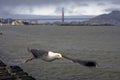 San Francisco Golden Gate Bridge and a seagull Royalty Free Stock Photo