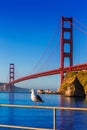 San Francisco Golden Gate Bridge seagull California Royalty Free Stock Photo