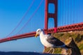 San Francisco Golden Gate Bridge seagull California Royalty Free Stock Photo