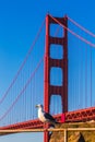 San Francisco Golden Gate Bridge seagull California Royalty Free Stock Photo