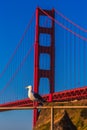 San Francisco Golden Gate Bridge seagull California Royalty Free Stock Photo