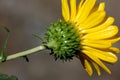 San Francisco Gumweed, Grindelia stricta var. platyphylla, Royalty Free Stock Photo