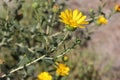 San Francisco Gumweed, Grindelia stricta var. platyphylla, Royalty Free Stock Photo