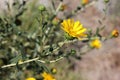 San Francisco Gumweed, Grindelia stricta var. platyphylla, Royalty Free Stock Photo