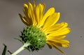 San Francisco Gumweed, Grindelia stricta var. platyphylla, Royalty Free Stock Photo