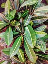 San francisco leaves plant green red