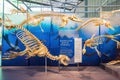 Interior view of the California Academy of Sciences Royalty Free Stock Photo