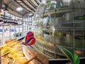 Interior view of the California Academy of Sciences Royalty Free Stock Photo