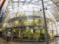 Rainforest of the California Academy of Sciences