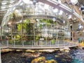 Rainforest of the California Academy of Sciences