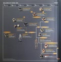 Human evolution family tree chart
