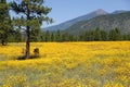 Wildflower super bloom, northern Arizona