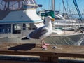 San Francisco Pier 39 seagull and seals at California