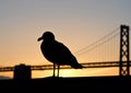 San Francisco Seagull & Bridge Royalty Free Stock Photo