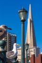 San Francisco seagull at Pier 7 downtown California Royalty Free Stock Photo