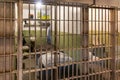 San Francisco, USA, June 16, 2023: Cells of Frank Morris and Anglin who escaped from the maximum security federal prison.