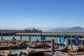 San Francisco, USA - May 27, 2018, sea lions bask in the sun near Marina 39 in San Francisco, in clear sunny weather. Concept,