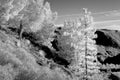 San Gabriel Mountains in Infrared Black and White