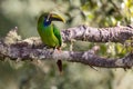 Emerald toucanet perched in a tree, San Gerardo de Dota, Costa Rica