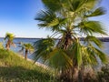 San Giuliano park area, palm trees in a garden that reaches the lagoon, in the distance, the bridge of freed, the only access to V