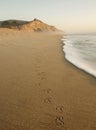 San Gregorio Beach with Bird Tracks Royalty Free Stock Photo