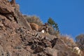 San Juan Mountains in southern Colorado Royalty Free Stock Photo
