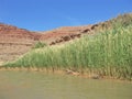 San Juan River Cliffs and Foliage Royalty Free Stock Photo