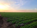 San Luis Arizona Lettuce Royalty Free Stock Photo