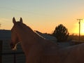 Gray horse silhouette with bright orange sunset paso robles california central coast Royalty Free Stock Photo