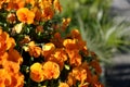 San Marino. Republic of San Marino. Orange flowers.