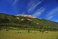 san martin de los andes, neuquen argentina-landscape with trees and sheep grazing and sky background snowy volcano Royalty Free Stock Photo