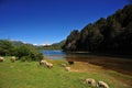 san martin de los andes, neuquen argentina-landscape with trees and sheep grazing and sky background snowy volcano Royalty Free Stock Photo