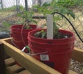 San Marzano tomato plant Royalty Free Stock Photo