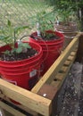 San Marzano tomato plant Royalty Free Stock Photo