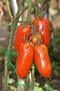 San marzano tomatoes