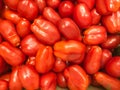 San Marzano tomatoes for homemade tomato sauce and juice